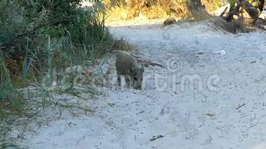 一只棕色的小猪在沙土上寻找食物