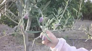 一只小宝宝用浅粉色的手摘橄榄树的果实