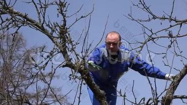 专业园艺工人在蓝天背景下做春天的果树修剪