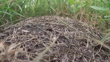昆虫团队合作理念蚁丘在森林中。 森林生活方式中有蚂蚁的大蚁丘