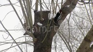红胸啄木鸟<strong>爬树</strong>寻找食物.. 抽取。 打猎。 冬季