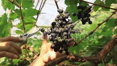 女人的手在切一串成熟的葡萄