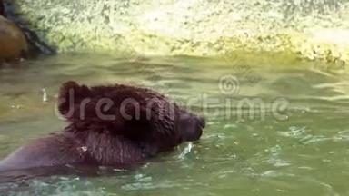 靠近<strong>布朗熊</strong>在河里洗澡以恢复精神。 大型成人乌尔苏