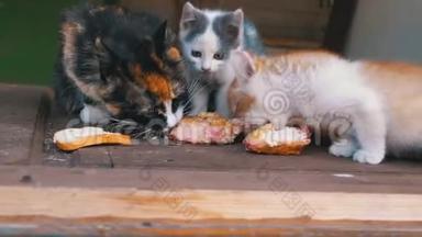 流浪的三色<strong>猫咪</strong>在街上和小猫吃肉