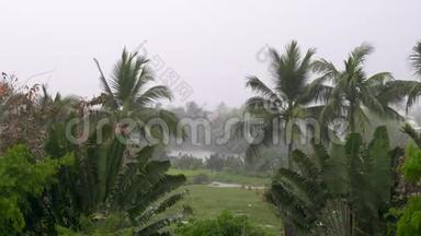 热带暴雨或雷暴在绿丛林环境中，有棕榈树
