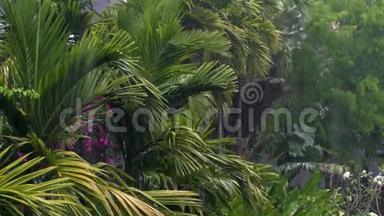 热带暴雨或雷暴在绿丛林环境中，有棕榈树