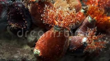 水下岩石礁上的海洋，关闭水下海洋植物和生物，多彩的水世界，珊瑚礁