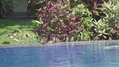 哈克·帕瑟·<strong>蒙</strong>塔努斯在游泳池里游泳，慢动作