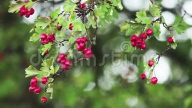 山楂枝上有红色浆果，秋雨水滴，微风
