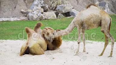 骆驼在沙滩上玩耍，休息一下，动物园里的动物，热带公园里的骆驼，沙漠的船只