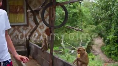 这个男孩给猴子喂香蕉。 菲律宾，泰国。