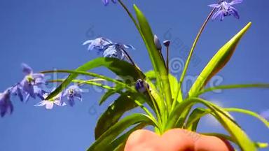 美丽的蓝色紫苏花在蓝蓝的天空背景上，花在蓝铃人手中