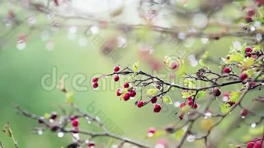 山楂枝上有红色浆果，秋雨水滴，微风