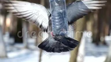 蓝鸽正试图爬上一个由塑料瓶制成的<strong>小</strong>鸟饲养器