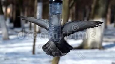 蓝鸽正试图爬上一个由塑料瓶制成的小鸟饲养器
