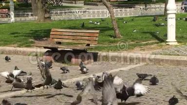 伊斯坦布尔市地板上的鸽子