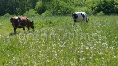 两头牛在绿色的草地上放牧