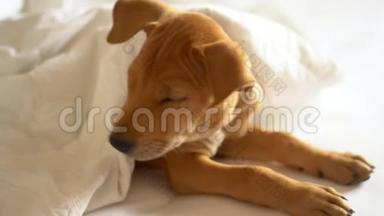 那只棕色的小狗躺在一张白色的床上。 小狗最近醒了，在镜头里看了看.. 小狗在打哈欠