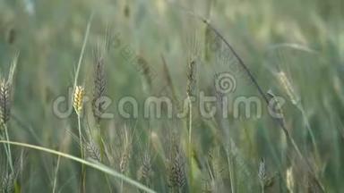 在夏日的田野里，金色的小麦穗在微风中摇曳。