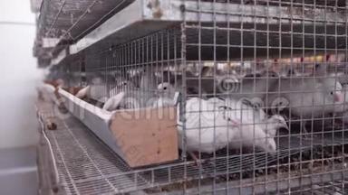 家禽<strong>养殖场</strong>的看法.. 满是肉鸽的笼子在工厂里排队