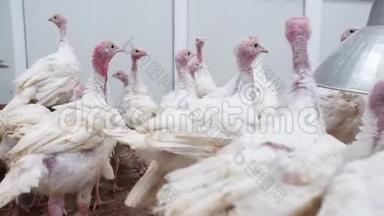 家禽养殖场视图。火鸡小鸡在养鸡场浪费时间