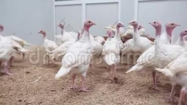家禽养殖场的看法.. 土耳其小鸡走在母鸡里