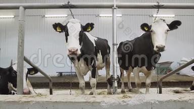 两头奶牛待在摊位上，然后镜头靠近一头奶牛
