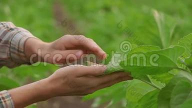 女人手捧一棵小绿树植物，俯视..