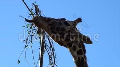 高长颈鹿吃树叶
