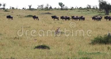 猎豹，美洲豹，肯尼亚马赛马拉公园的成年狩猎<strong>野地</strong>，