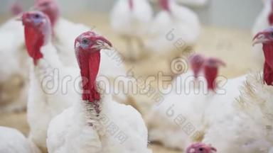 土耳其在家禽养殖场的房间里迷茫地看着其他火鸡