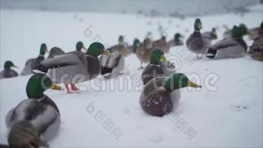 鸭子在冬天寻找食物。 鸭子在岸上的冬天吃东西。 喂鸭子。 鸭子成群，等待食物