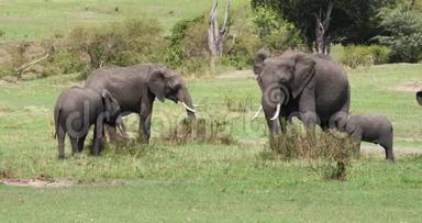 非洲大象，非洲野象，集体吃布什，肯尼亚马赛马拉公园，