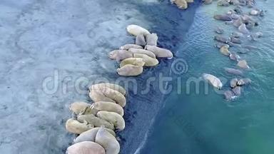 海象在北冰洋海岸航空全景360在新地球。