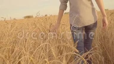 女孩走在金色的田野里，抚摸着麦穗。农夫，收割。斯洛莫