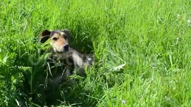 这只狗躺在高高的草地上，躲着明亮的太阳，捕捉昆虫