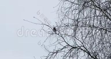 在暗淡的秋天，桦树枝上的鸟