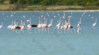 一群美丽的火烈鸟在塞浦路斯的拉纳<strong>卡盐湖</strong>的拉纳<strong>卡盐湖</strong>散步。