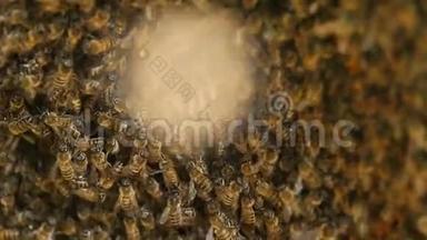 蜜蜂在全屏。 蜂群