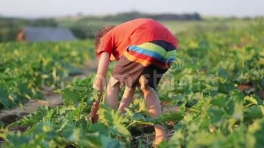 农民`他的孩子帮助在生态农场的田地里收获有机蔬菜。