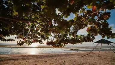 一种大的落叶树，在异国情调的安达海滩上，在朝阳的光线下有红绿色的叶子。 博霍尔