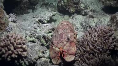 红海海底的海贼王哈尼驼背拖鞋龙虾。