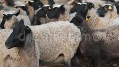 绵羊<strong>远离</strong>羊群，盯着摄像机