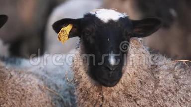 弯曲的尖头绵羊在农场的羊群中，向左看向右看