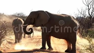 人们看到大象在背上扔土以保护太阳和虫子
