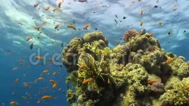 红海珊瑚背景上的鱼群明亮的橙色。