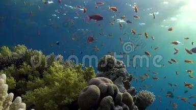 红海<strong>珊瑚</strong>背景上的鱼群明亮的<strong>橙</strong>色。
