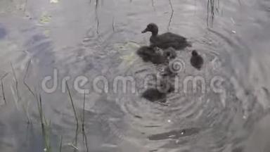 在阳光明媚的日子里，<strong>小鸭子</strong>和<strong>小鸭子</strong>在池塘里漂浮着。 和谐自然
