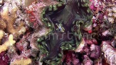 马尔代夫海底的双壳类软体动物，令人惊叹。