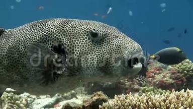 马尔代夫巨型河豚大型视频特写水下海底。